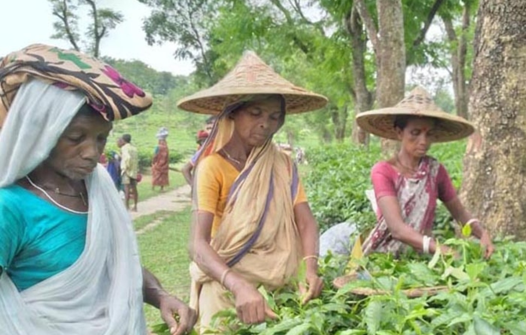 কাজে যোগ দিয়েছেন চা শ্রমিকরা