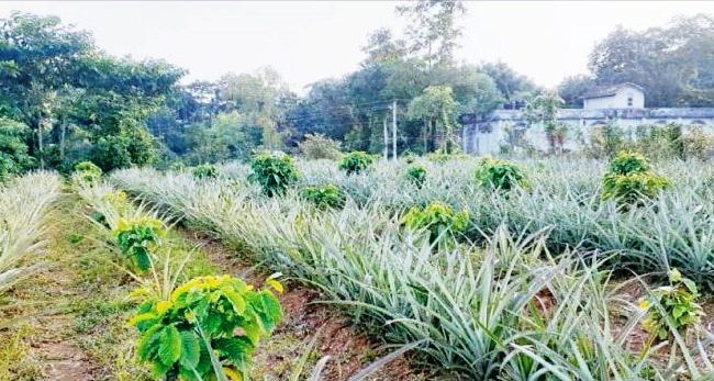 গোলাপগঞ্জে সিলেটের প্রথম ‘কফি গার্ডেন’