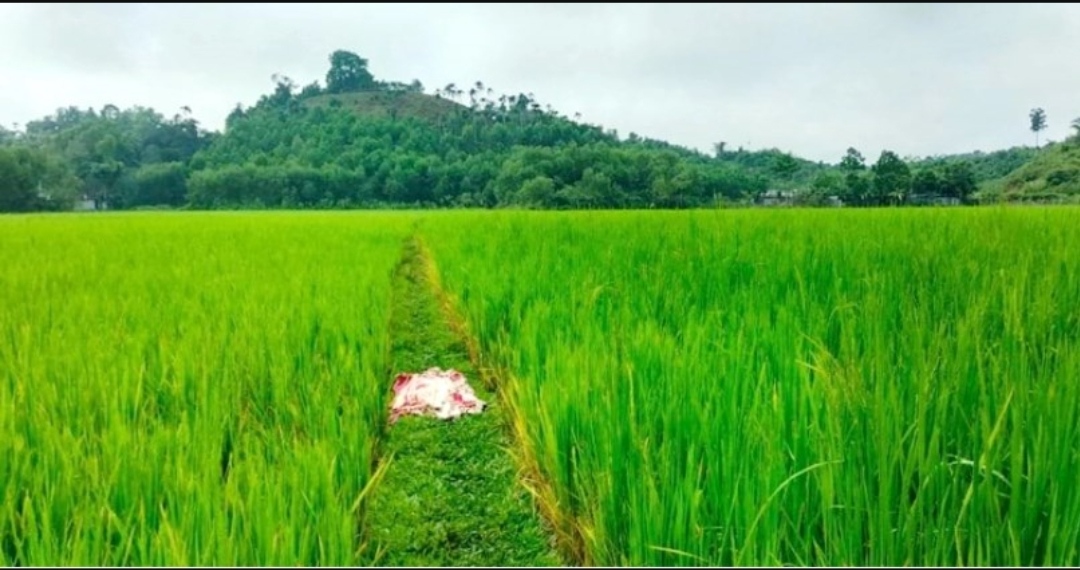 জৈন্তাপুরে ধানক্ষেত থেকে নারীর মরদেহ উদ্ধার