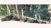 জৈন্তাপুরে ভারতীয় ছাগল জব্দ