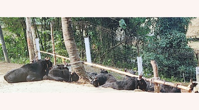 জৈন্তাপুরে ভারতীয় ছাগল জব্দ