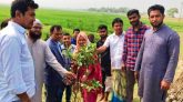 শান্তিগঞ্জে রাজঘরি বিলে জলজ বৃক্ষরোপণের উদ্বোধন