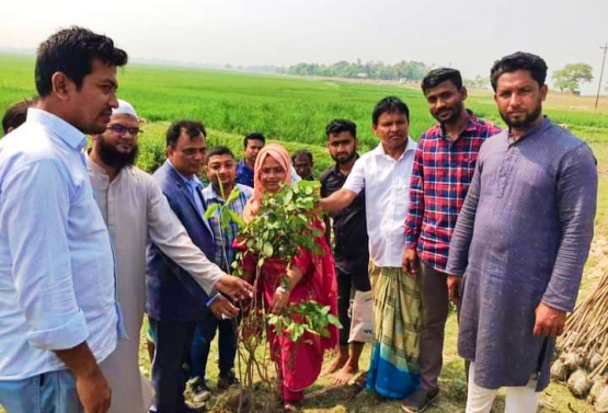 শান্তিগঞ্জে রাজঘরি বিলে জলজ বৃক্ষরোপণের উদ্বোধন