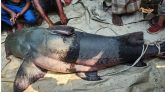 কুশিয়ারা নদীতে আবার ধরা পড়লো বাগাড়, ৮৬ হাজার টাকায় বিক্রি