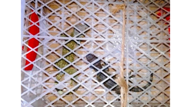 কমলগঞ্জ থেকে দুটি তক্ষক উদ্ধার