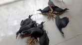কুলাউড়ায় ইউটিউব দেখে ডাহুক পাখি শিকার, আটক ২