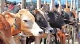 অনলাইন ও হাটে ৯৪ লাখ পশু বিক্রি