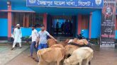 জৈন্তাপুরে ভারতীয় ২০টি গরু আটক, গ্রেফতার ১