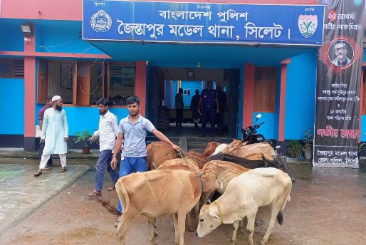 জৈন্তাপুরে ভারতীয় ২০টি গরু আটক, গ্রেফতার ১