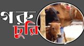 দক্ষিণ সুরমার গোটাটিকর থেকে ৩টি গরু চুরি, দরিদ্র কৃষক হতাশ
