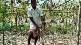 বালাগঞ্জে লাউগাছের সঙ্গে এ কেমন শত্রুতা!