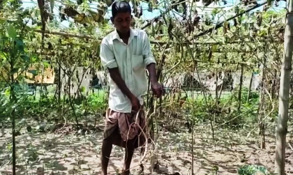 বালাগঞ্জে লাউগাছের সঙ্গে এ কেমন শত্রুতা!