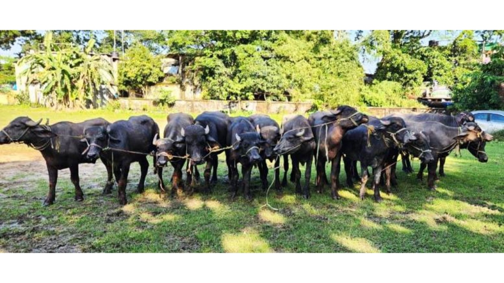 গোয়াইনঘাটে ১৪টি ভারতীয় মহিষ আটক
