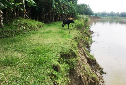 ধলাই নদীর ভাঙ্গন থেকে রক্ষার দাবি রামপাশা গ্রামবাসীর