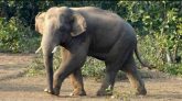 জুড়ীতে হাতির আক্রমণে মাহুতের মৃত্যু