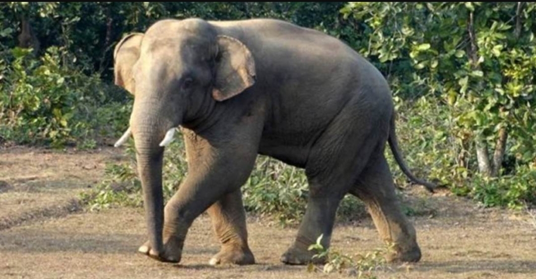 জুড়ীতে হাতির আক্রমণে মাহুতের মৃত্যু