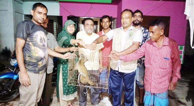কমলগঞ্জে বিলুপ্ত প্রজাতির গন্ধগোকুল উদ্ধার, লাউয়াছড়ায় অবমুক্ত