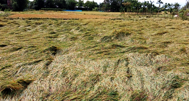 কমলগঞ্জে ঘুর্ণিঝড় মিধিলির প্রভাবে আমন ধান ও রবিশস্য ফসলের ব্যাপক ক্ষতি