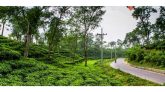মাধবপুরে চা বাগানে গাড়ি থামিয়ে ডাকাতি
