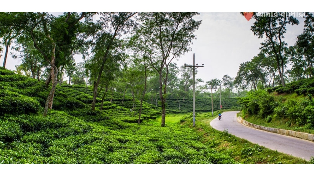 মাধবপুরে চা বাগানে গাড়ি থামিয়ে ডাকাতি