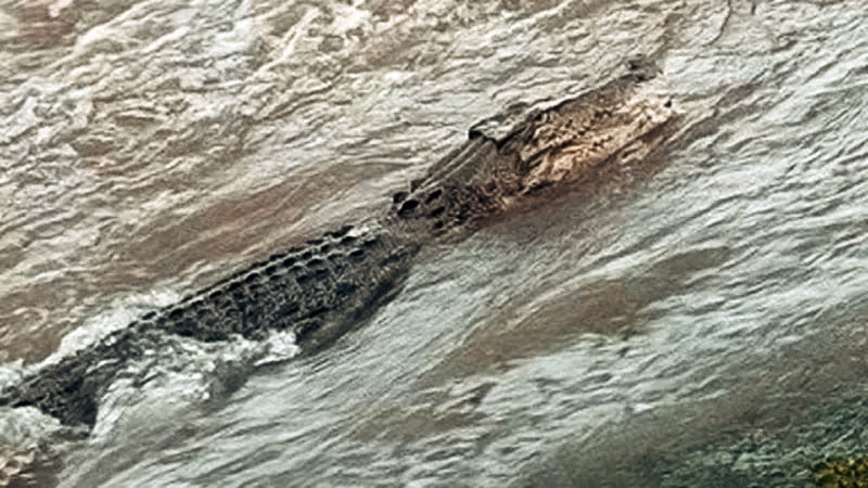 অস্ট্রেলিয়ায় রেকর্ড পরিমাণ বৃষ্টিতে বন্যা, রাস্তায় কুমির