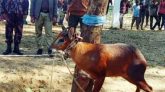 সুনামগঞ্জে অতি বিপন্ন বনছাগল উদ্ধার, ছাড়া হবে রাজকান্দি বনে
