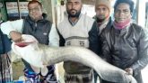 বড়শিতে ধরা পড়লো সাড়ে ১৮ কেজি ওজনের বোয়াল