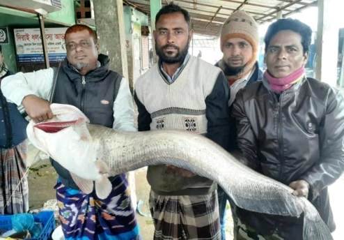 বড়শিতে ধরা পড়লো সাড়ে ১৮ কেজি ওজনের বোয়াল