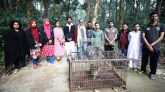 বিয়ানীবাজারে আটক মেছোবাঘ সিলেট ইকোপার্কে অবমুক্ত