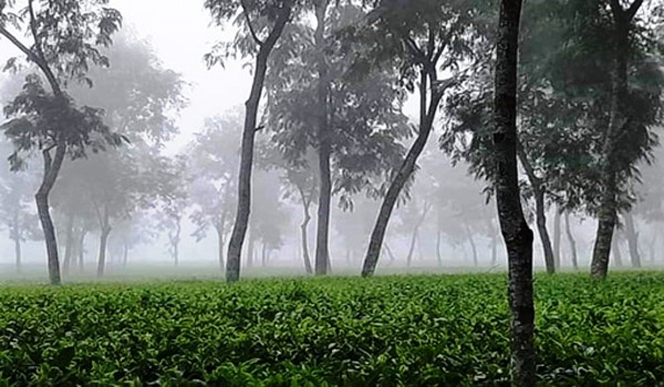 শ্রীমঙ্গলে দেশের সর্বনিম্ন তাপমাত্রা রেকর্ড