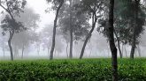 আজ দেশের সর্বনিম্ন তাপমাত্রা শ্রীমঙ্গলে