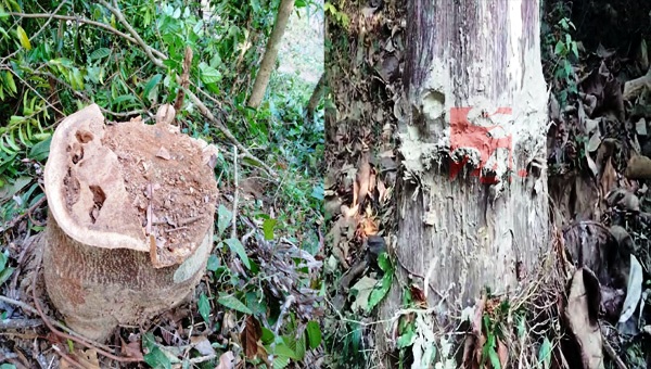 অভিনব কায়দায় লাঠিটিলার কয়েক লাখ টাকার গাছ চুরি