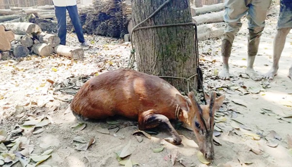 কমলগঞ্জে লোকালয়ে মায়া হরিণ, বন বিভাগে হস্তান্তর
