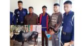 কমলগঞ্জে গরুসহ চিহ্নিত দুই গরু চোর গ্রেফতার