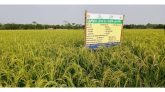 কমলগঞ্জে বিনা ধান-২৫ এর পরীক্ষামূলক চাষাবাদে বাম্পার ফলন