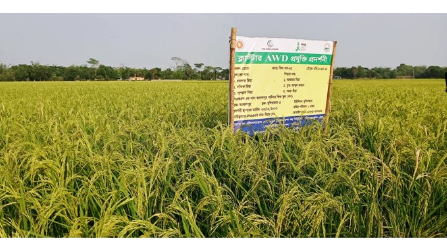 কমলগঞ্জে বিনা ধান-২৫ এর পরীক্ষামূলক চাষাবাদে বাম্পার ফলন
