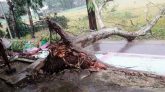 লাউয়াছড়ায় গাছ পড়ে দুই ঘন্টা ট্রেন চলাচল বন্ধ