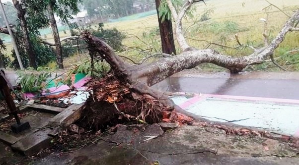 লাউয়াছড়ায় গাছ পড়ে দুই ঘন্টা ট্রেন চলাচল বন্ধ