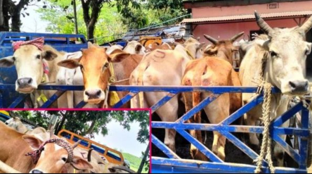 সিলেটে চোরাই পথে আনা পিকআপ ভর্তি ১৮টি গরু উদ্ধার