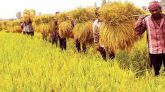 ৮০% পাকলেই হাওরের ধান কেটে ফেলার পরামর্শ
