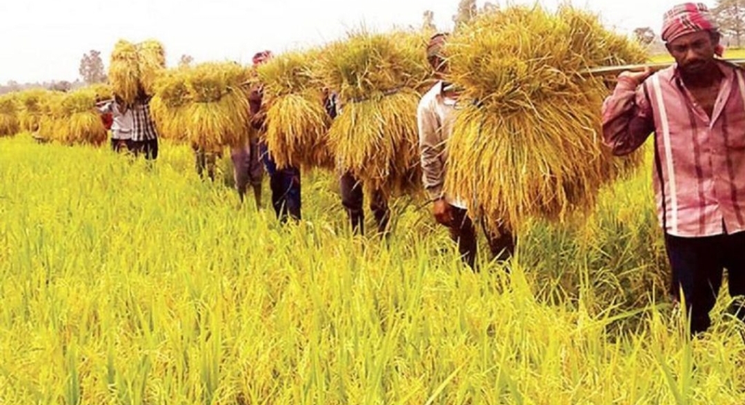 ৮০% পাকলেই হাওরের ধান কেটে ফেলার পরামর্শ