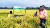 কমলগঞ্জে বিনা ধান-২৫ কর্তনের মাঠ দিবস অনুষ্ঠিত