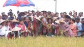 সুনামগঞ্জে বোরো ধানের বাম্পার ফলন, ৮০ ভাগ ফসল কাটা সম্পন্ন