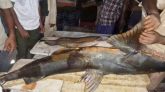 কুশিয়ারায় ধরা পড়লো ৬০ কেজি ওজনের বাঘাইড় মাছ