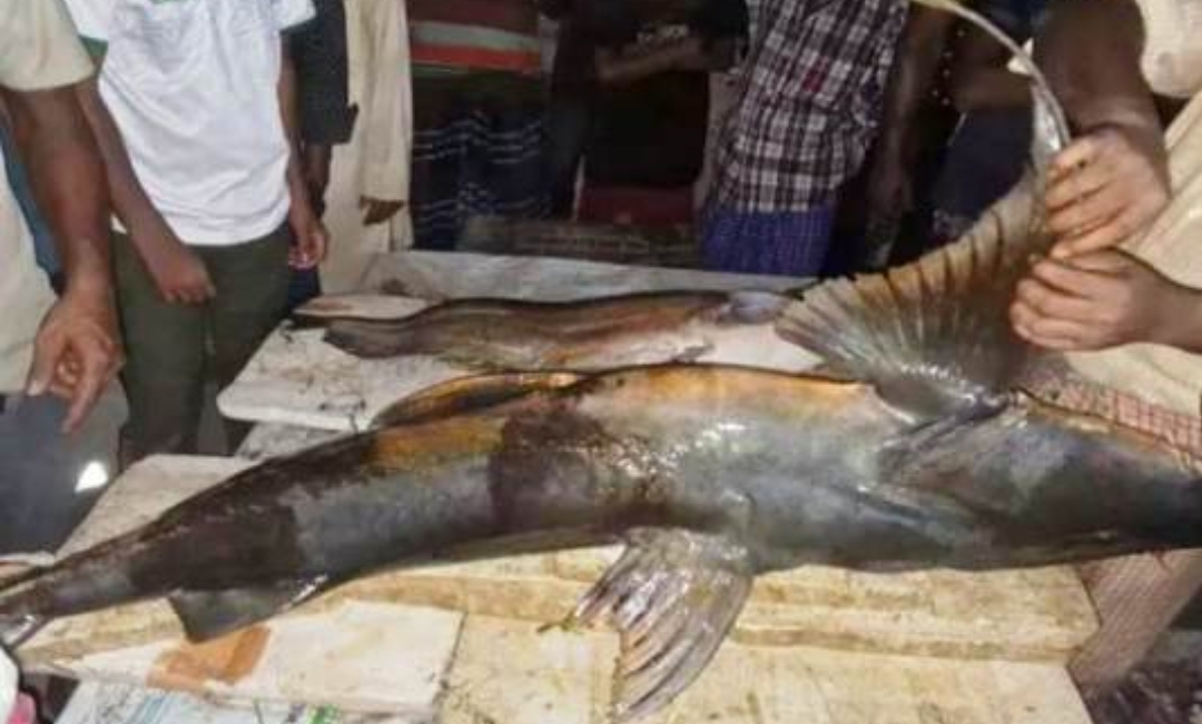কুশিয়ারায় ধরা পড়লো ৬০ কেজি ওজনের বাঘাইড় মাছ