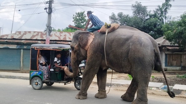 কমলগঞ্জে হাতি দিয়ে চাঁদাবাজি
