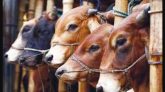 সিলেট নগরীতে অস্থায়ী পশুর হাট বসবে ৮টি