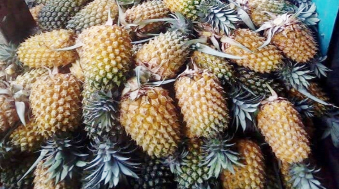 শ্রীমঙ্গলের আনারসের খ্যাতি দেশজুড়ে