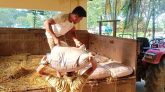 কোম্পানীগঞ্জে ২৮০ বস্তা ভারতীয় চিনিসহ আটক ২