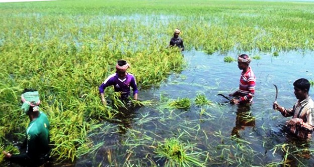 হবিগঞ্জে বন্যায় ১ হাজার হেক্টর জমির ফসল নষ্ট